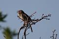 Rufous-crowned Sparrow FtDavis Aug08 148